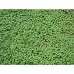 Pickseed - Micro Clover (coated) - lb